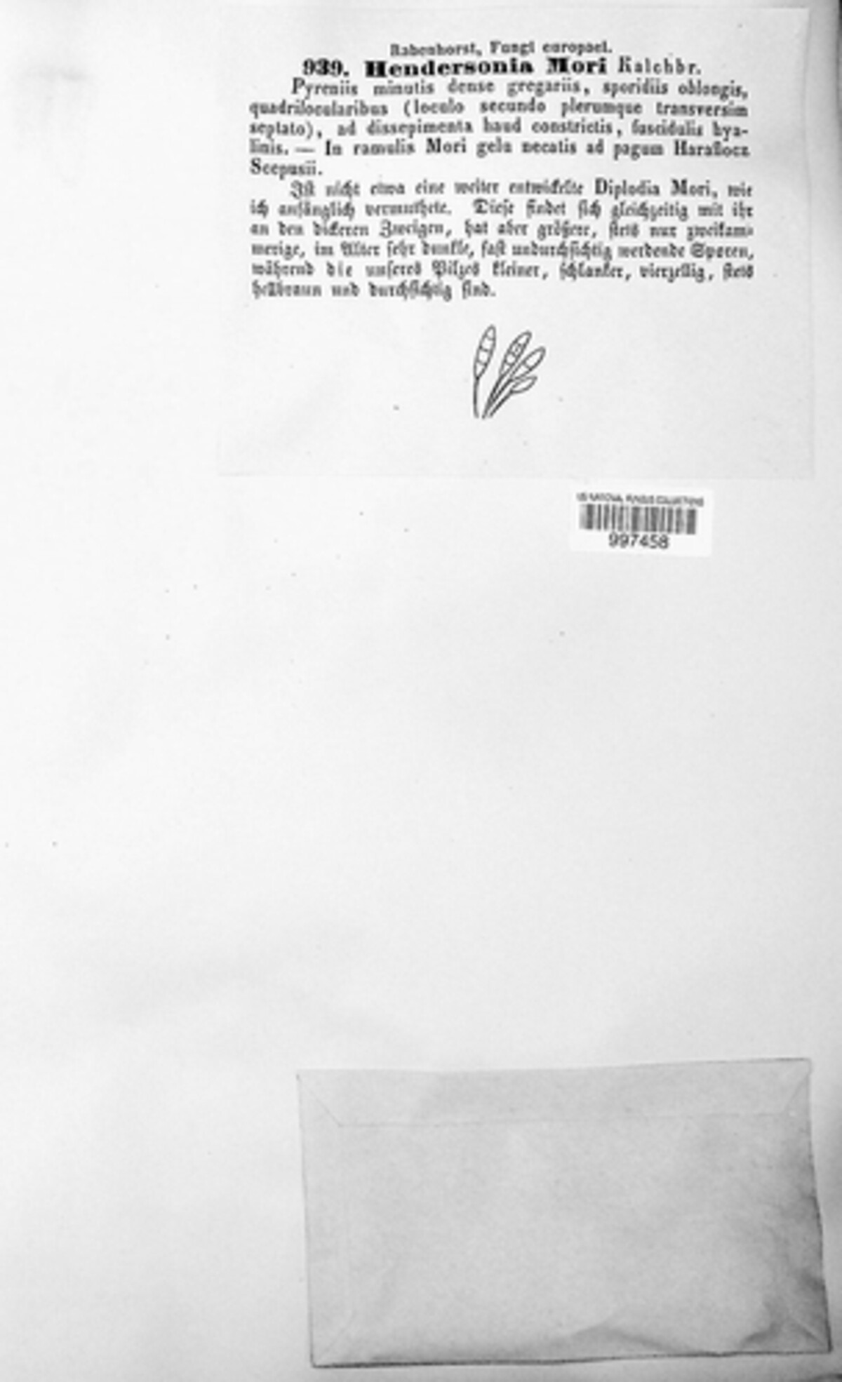 Camarosporium mori image